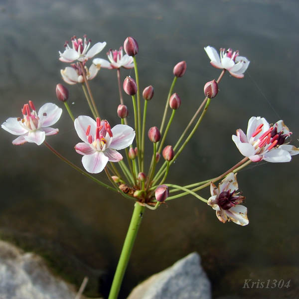 łączeń baldaszkowaty