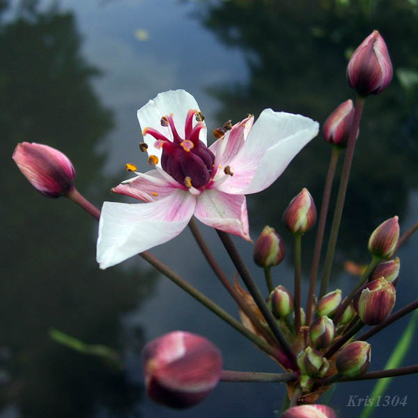 łączeń baldaszkowaty