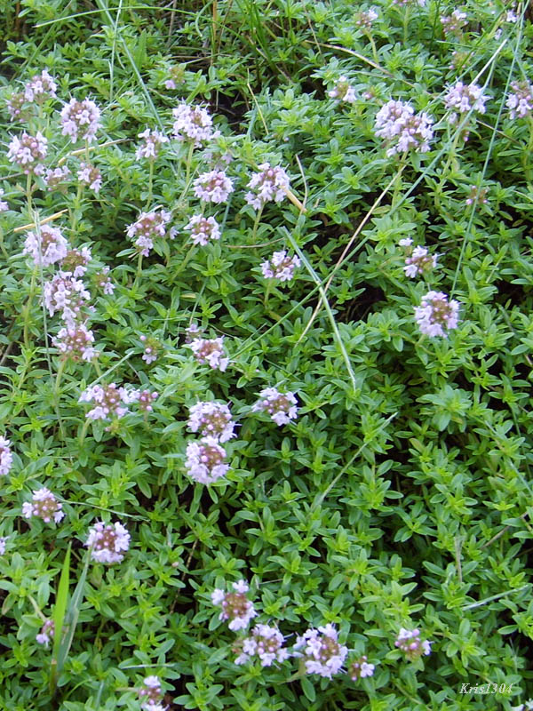 macierzanka piaskowa