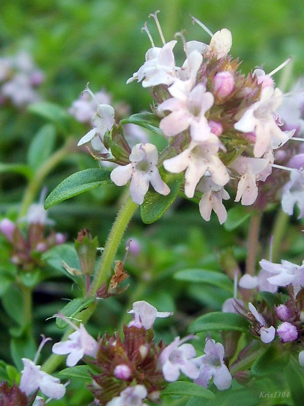 macierzanka piaskowa