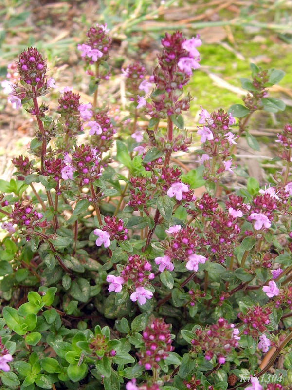 macierzanka piaskowa