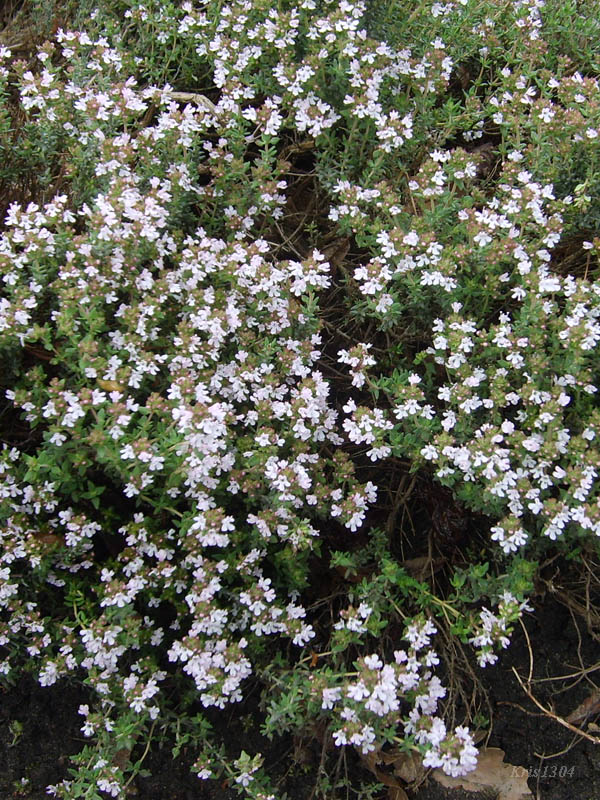 macierzanka zwyczajna