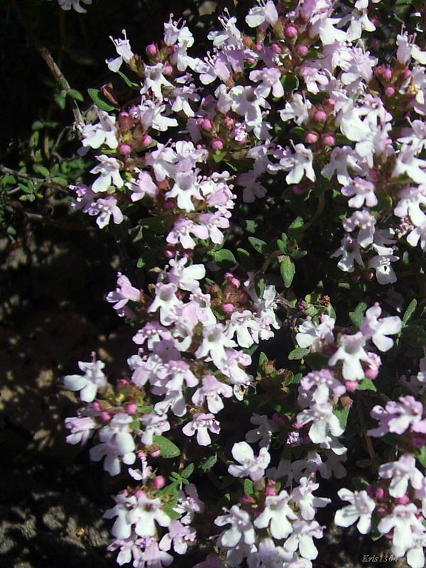 macierzanka zwyczajna