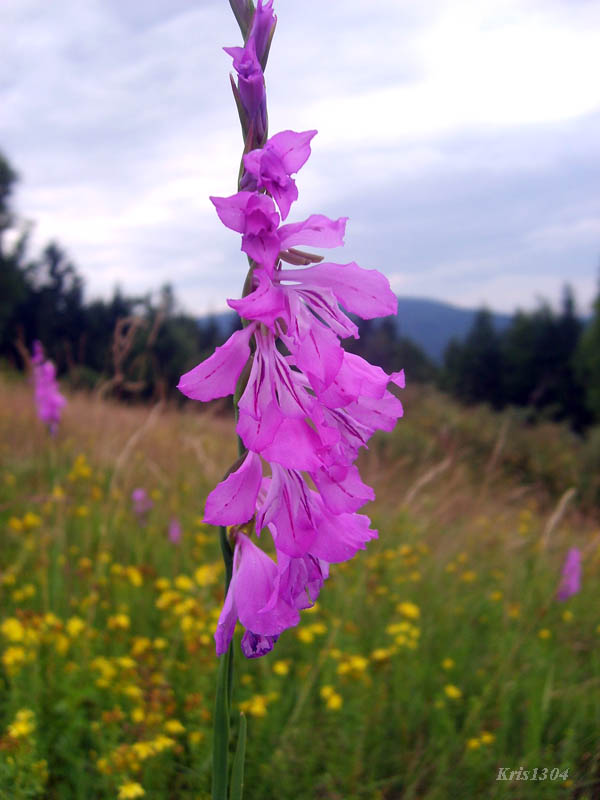 mieczyk dachówkowaty