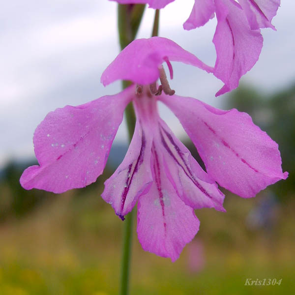 mieczyk dachówkowaty