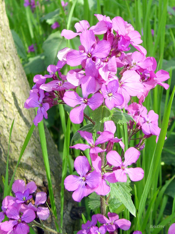 miesiącznica roczna