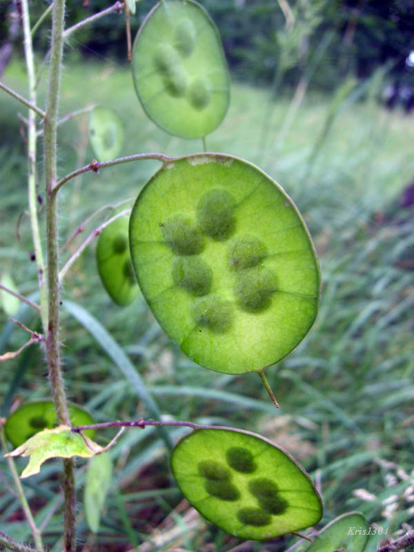 miesiącznica roczna