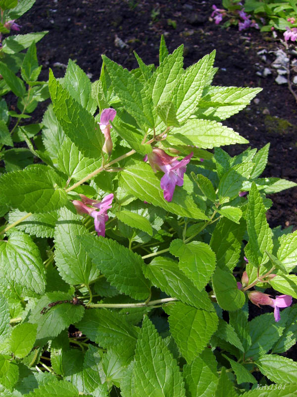 miodownik melisowaty