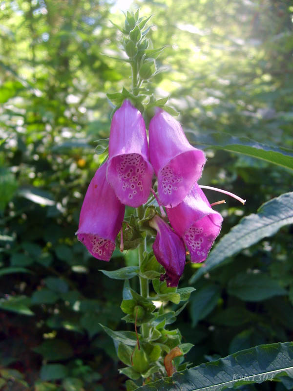 naparstnica purpurowa