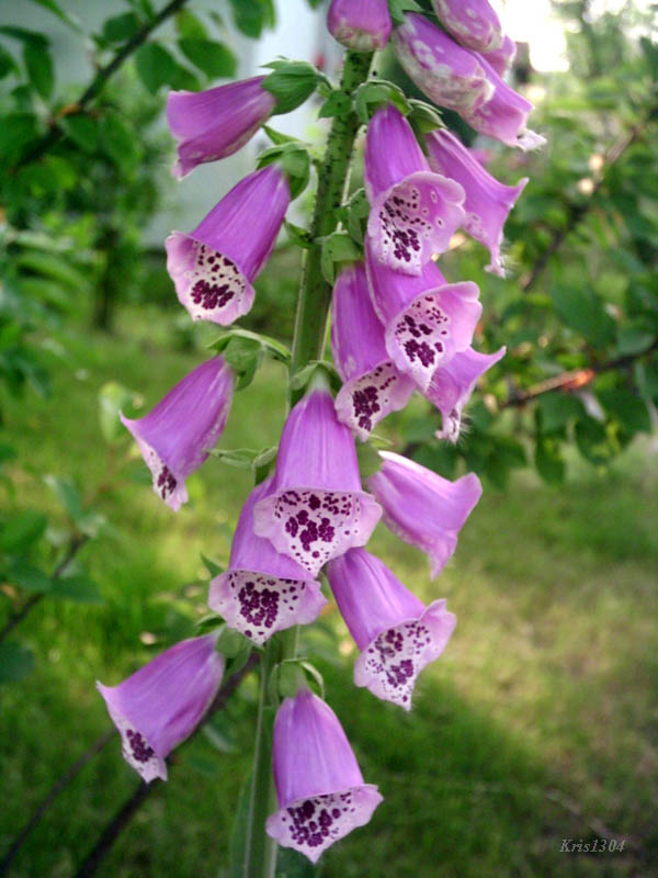 naparstnica purpurowa