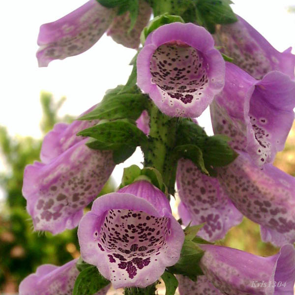 naparstnica purpurowa