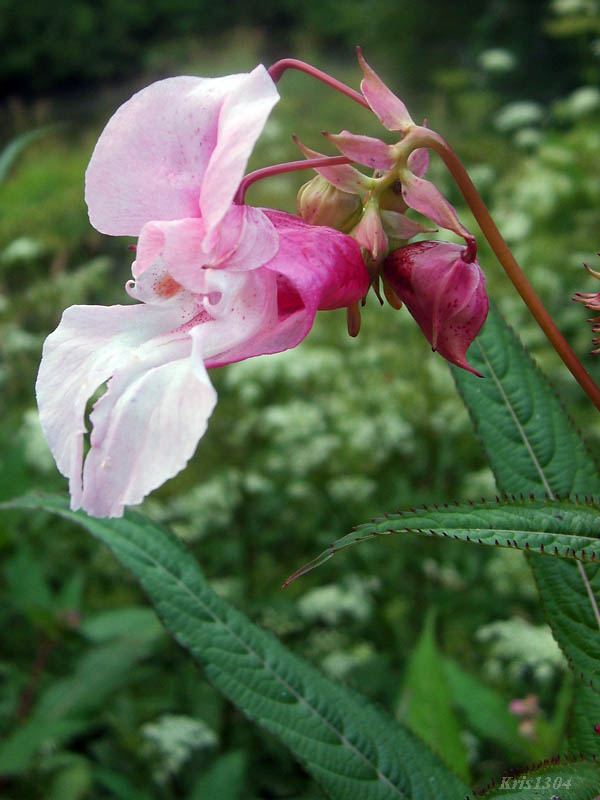 niecierpek himalajski