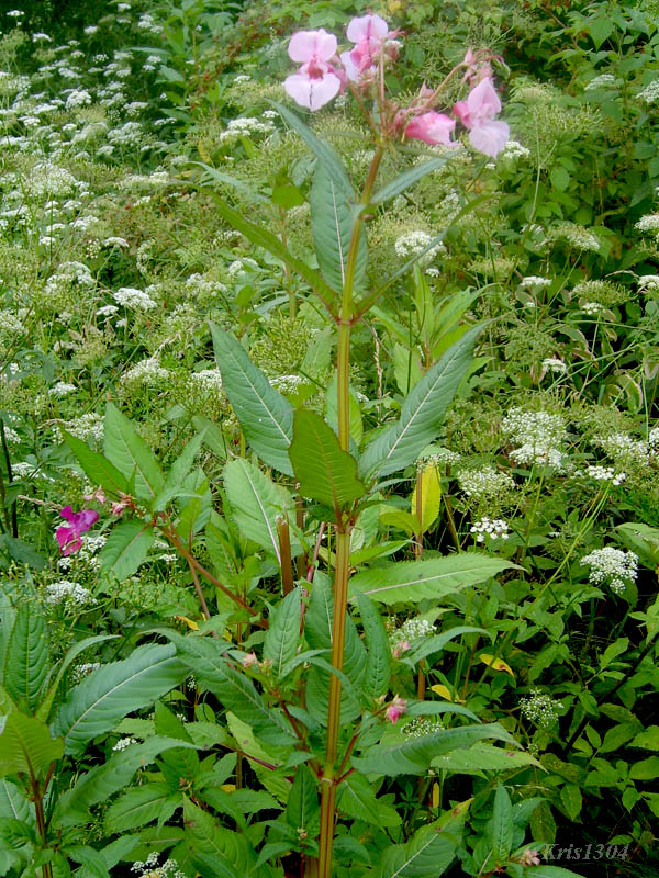 niecierpek himalajski