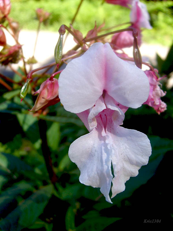 niecierpek himalajski