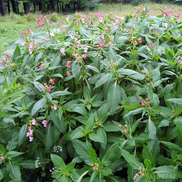 niecierpek himalajski