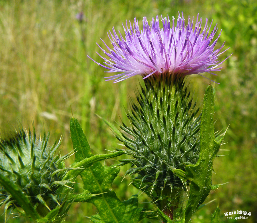 ostrożeń lancetowaty