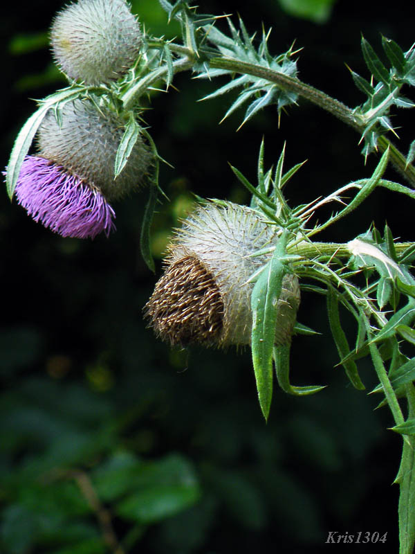ostrożeń siedmiogrodzki