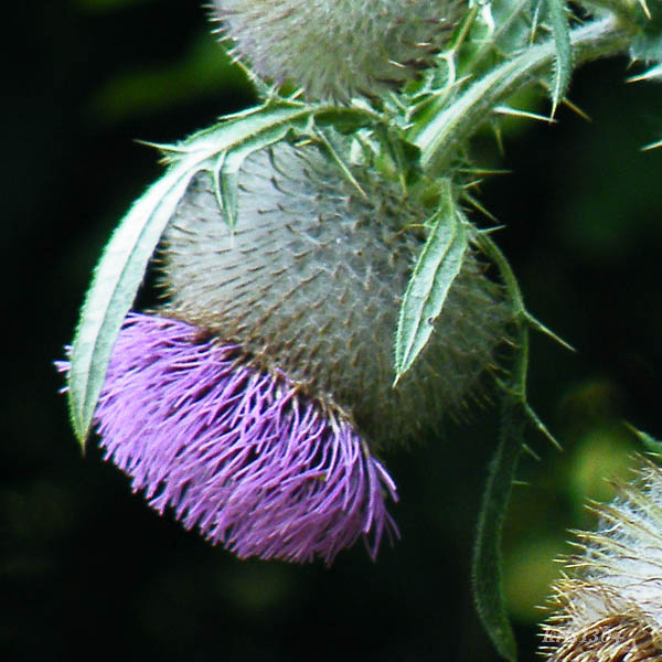 ostrożeń siedmiogrodzki