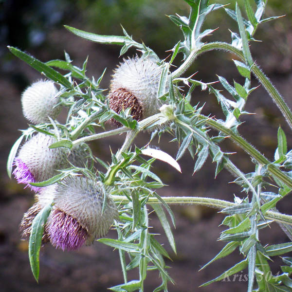 ostrożeń siedmiogrodzki