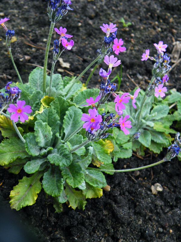 pierwiosnek omączony