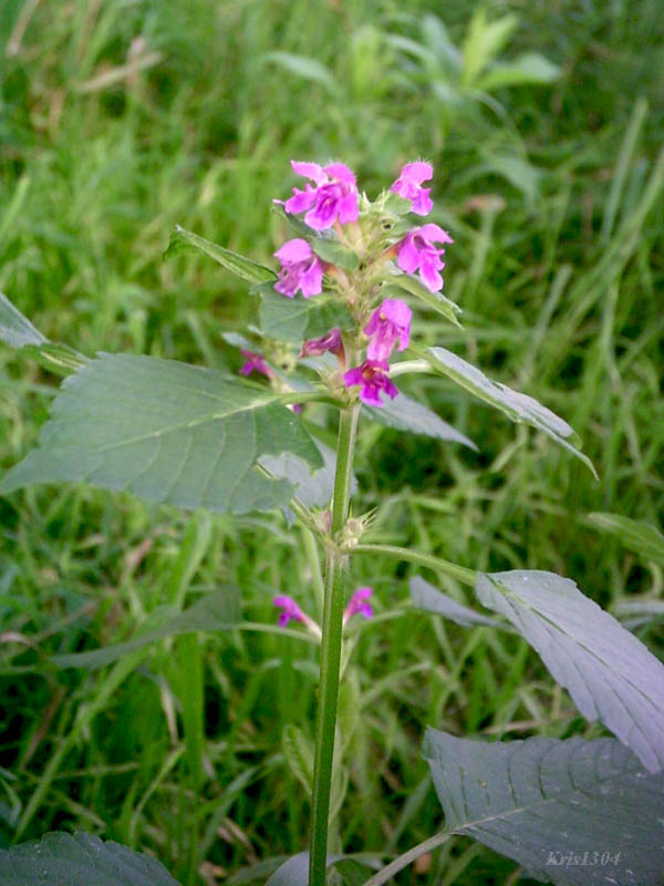 poziewnik miękkowłosy