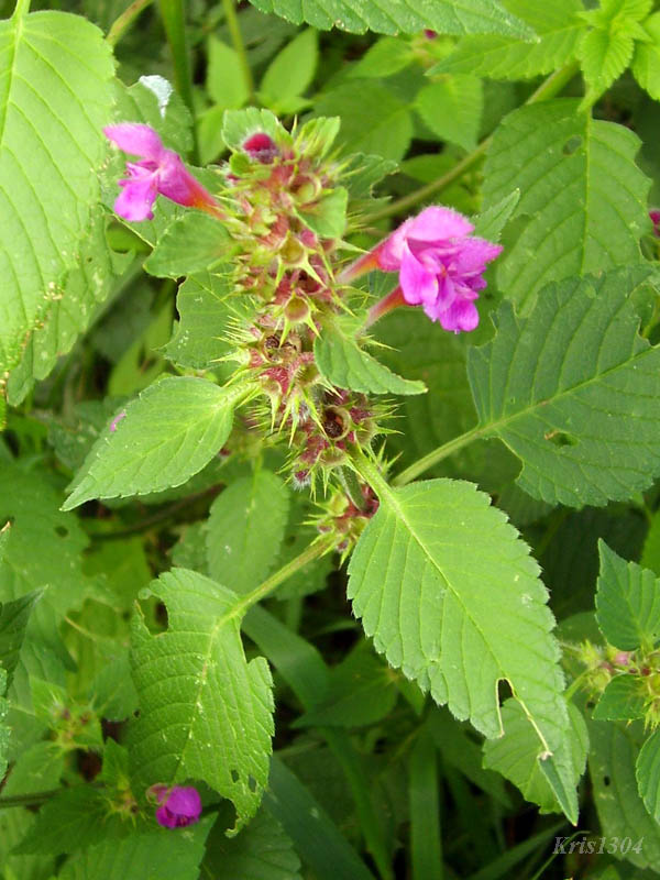 poziewnik miękkowłosy