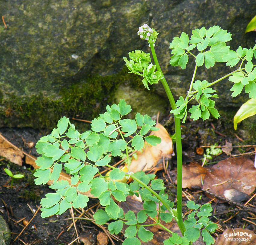 Thalictrum aquilegifolium
