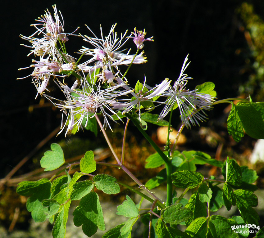 Thalictrum aquilegifolium