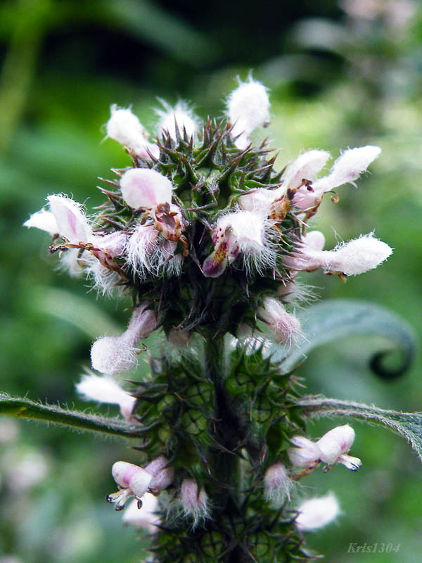 serdecznik pospolity