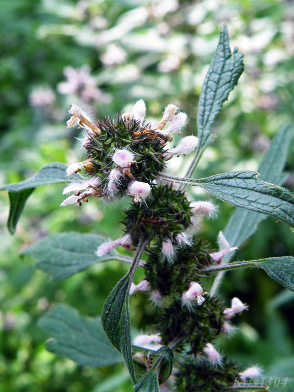 serdecznik pospolity