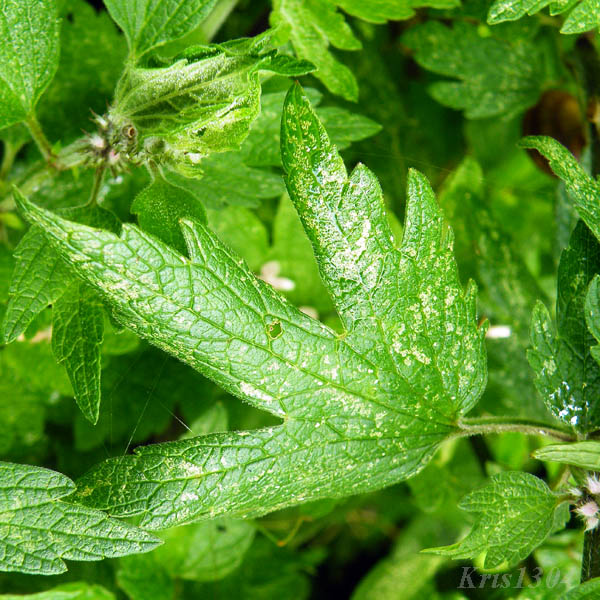 serdecznik pospolity