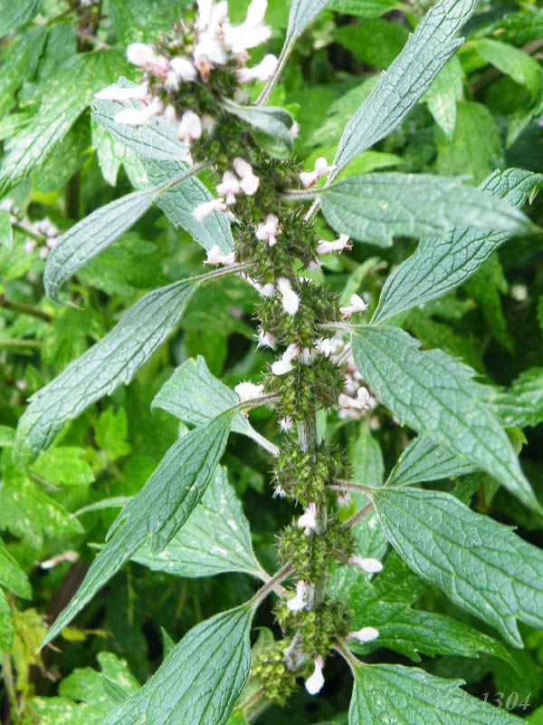 serdecznik pospolity