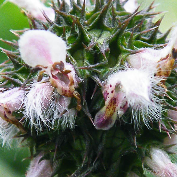 serdecznik pospolity