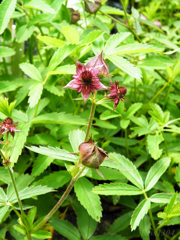 siedmiopalecznik błotny