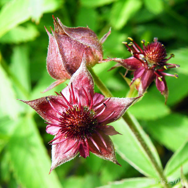 siedmiopalecznik błotny