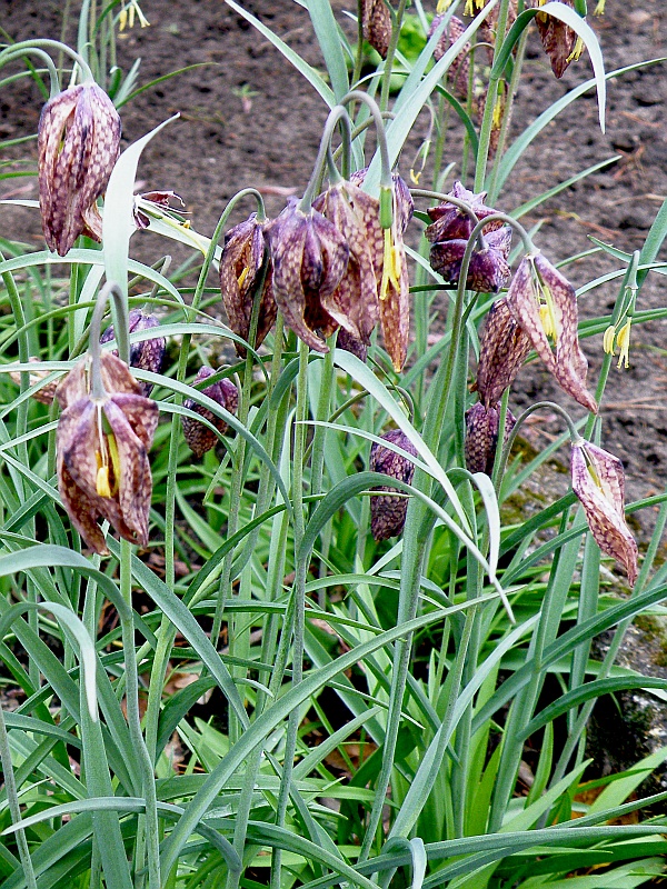 szachownica kostkowana