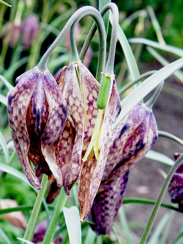 szachownioca kostkowata