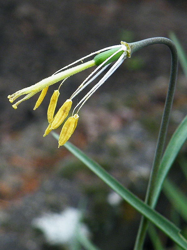 szachownica kostkowata