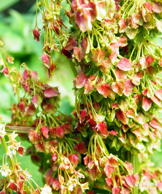 Rumex alpinus