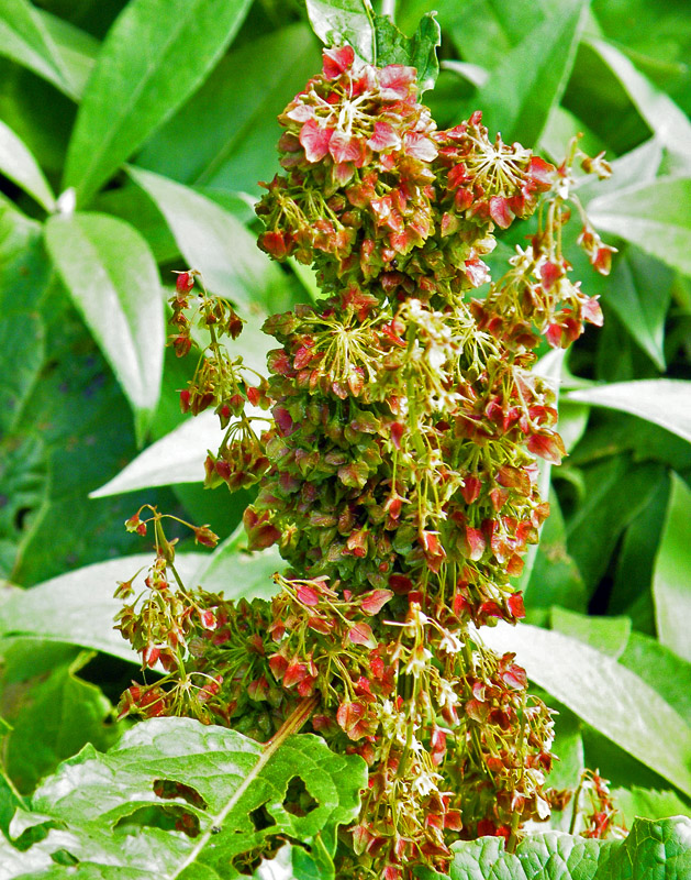 Rumex alpinus