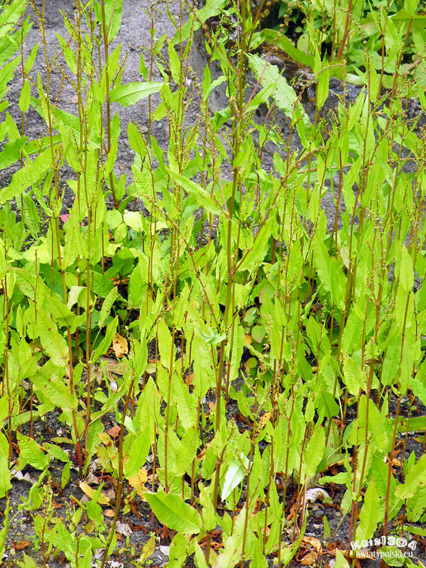 Rumex sanguineus
