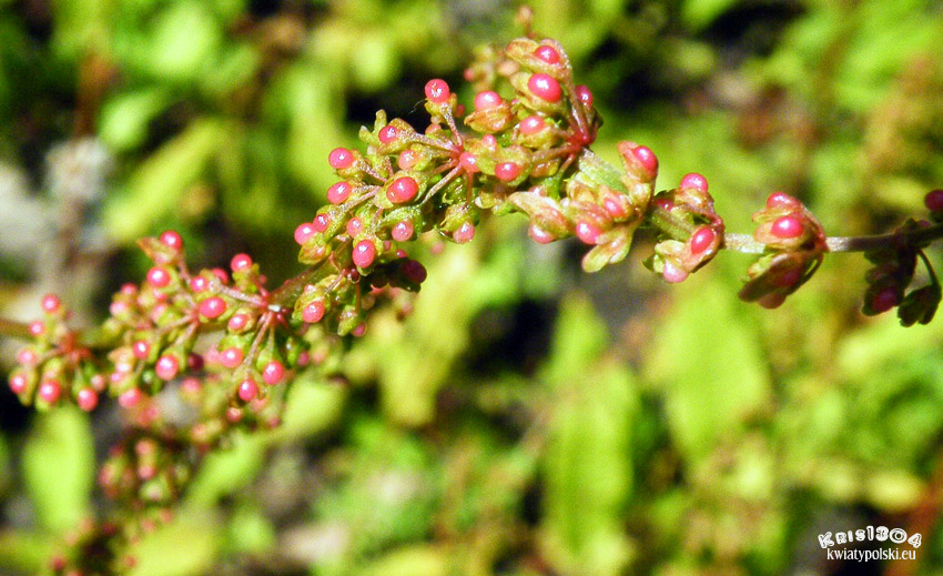 Rumex sanguineus