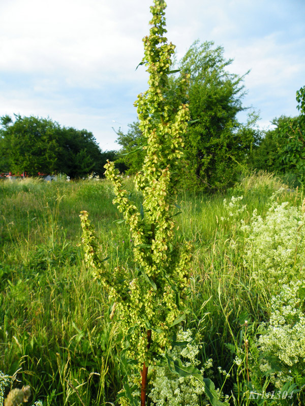 Rumex acetosa