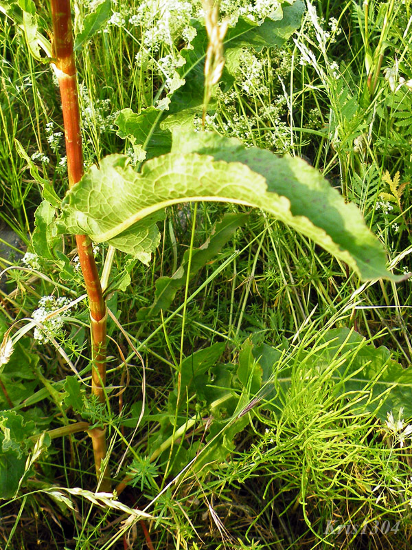 Rumex acetosa