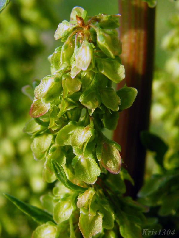 Rumex acetosa