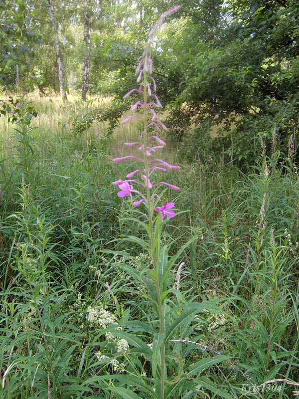 wierzbówka kiprzyca