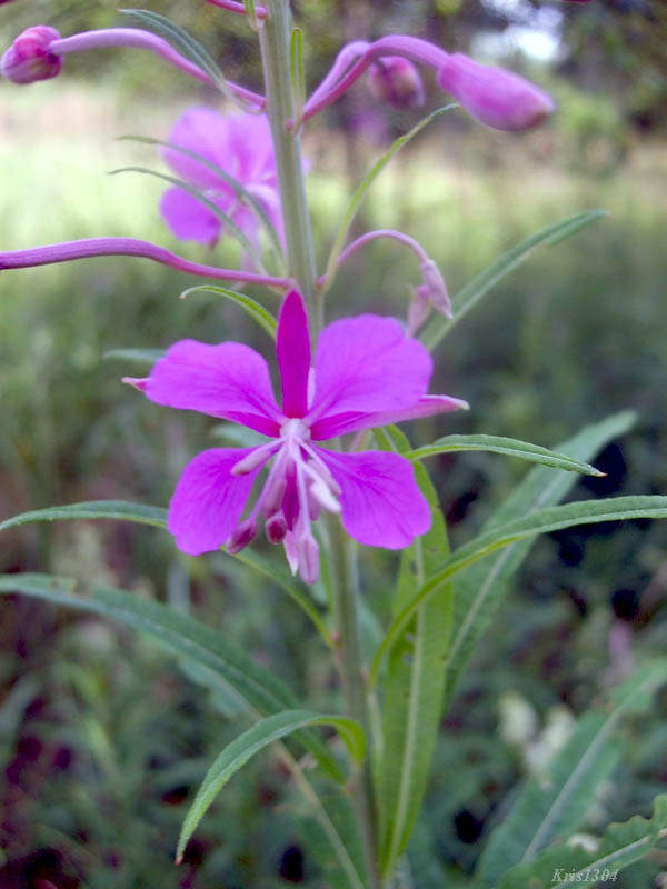 wierzbówka kiprzyca