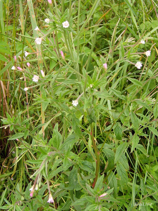 wierzbownica bladoróżowa