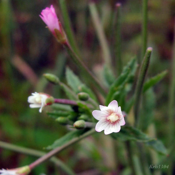 wierzbownica bladoróżowa