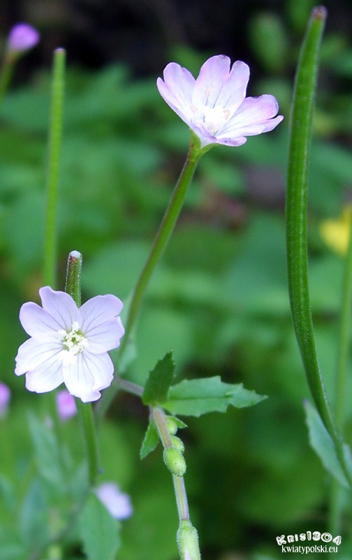 wierzbownica bladoróżowa